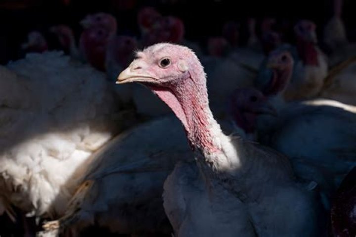 
Avian Flu Kills Record 50.54 Million U.S. Birds, Making It Worst Outbreak in History 