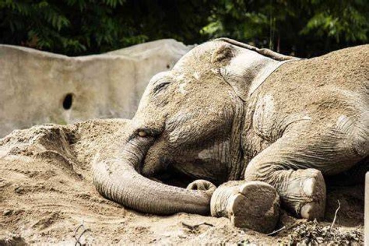 
Villagers in India Find ‘Drunk’ Elephants Asleep After They Allegedly Drank Alcohol 